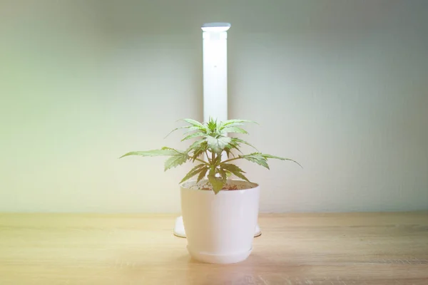 Indoor cultivation concept of growing under artificial light. Close up. Cannabis Plant Growing. Vegetation period. Growing marijuana at home. Marijuana leaves. Cannabis on on the table.