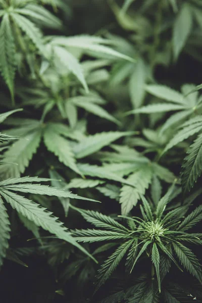 Kuzey ışık zorlanma. Yasal esrar ekimi içinde belgili tanımlık ev. Tıbbi indica yaprakların Cbd. yeşil arka plan ile. Kapı kenevir büyümeye. Genç esrar bitki. Moody renk
