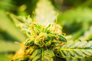 Trichomes Thc ve Cbd. Genç esrar esrar çiçek bitki. Cbd. makro ile tıbbi indica esrar tomurcuğu vurdu. Çiçek yeşil arka plan.
