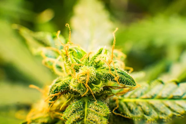 Trichomes Thc ve Cbd. Genç esrar esrar çiçek bitki. Cbd. makro ile tıbbi indica esrar tomurcuğu vurdu. Çiçek yeşil arka plan.