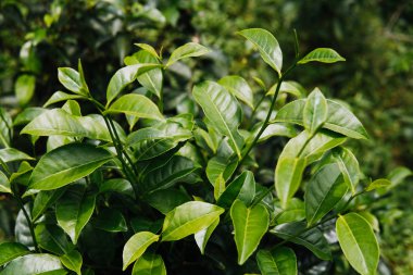 Taze yeşil çay plantasyon günbatımı gökyüzü altında bırakır. Cameron highlands, Malezya doğa manzara kapatmak kadar yeşil arka plan