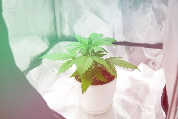 Top view. Marijuana in grow box  tent. Growing marijuana at home Indoor. Vegetation of Cannabis Growing. Cultivation growing under led light. Cannabis Plant Growing.