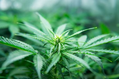 Tıbbi indica Cbd ile. Kapı kenevir büyümeye. Esrar çiçeklenme başında. Yaprakların yeşil arka plan. Genç esrar bitki. İçinde belgili tanımlık ev yasal esrar ekimi.