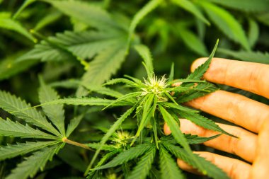 Genç esrar bitki. Tıbbi indica Cbd. esrar çiçeklenme başında. Yaprakların yeşil arka plan. Yasal esrar ekimi içinde belgili tanımlık ev. Kapı kenevir büyümeye.