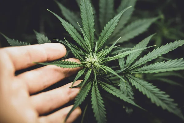 Unga cannabisplantan. Odla hampa i dörren. Laglig Marijuana odling i hemmet. Cannabis i början av blomningen. Grön bakgrund av löv. lynnig färg — Stockfoto