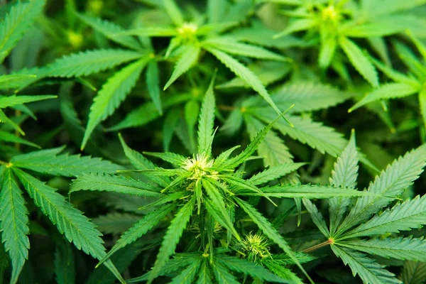 Yasal esrar ekimi içinde belgili tanımlık ev. Tıbbi indica yaprakların Cbd. yeşil arka plan ile. Genç esrar bitki. Kapı kenevir büyümeye. Esrar çiçeklenme başında.