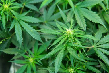 Genç esrar bitki. Kapı kenevir büyümeye. Tıbbi indica Cbd. yasal esrar ekimi içinde belgili tanımlık ev ile. Esrar çiçeklenme başında. Yaprakların yeşil arka plan.