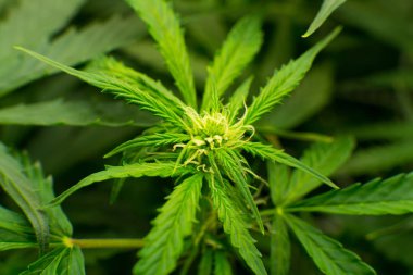 Tıbbi indica Cbd. Genç esrar bitki ile. Kapı kenevir büyümeye. Esrar çiçeklenme başında. Yaprakların yeşil arka plan. İçinde belgili tanımlık ev yasal esrar ekimi.