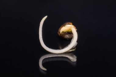 Vurgulama kenevir. Makro fotoğraf ekimi tohumları. Kenevir tohumu ekili. Germinated kenevir tohumu. 