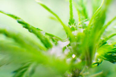 Makro fotoğrafçılık. Esrar çiçek. Kuzey ışık zorlanma. Esrar bırakır. Eğlence yasal esrar.