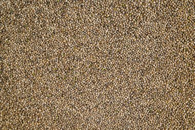 Birçok kenevir tohumu. Makro ayrıntı esrar tohumu. Organik kenevir tohumu. Kenevir tohumu arka planda makro. Üstten görünüm.