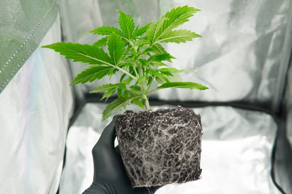 Yrkesmässig cannabisodling växa. CBD i Marijuana rötter. I händerna på odlaren plantera vackra rötterna av marijuana. Makro friska cannabis rötter. Cannabis transplantation. — Stockfoto