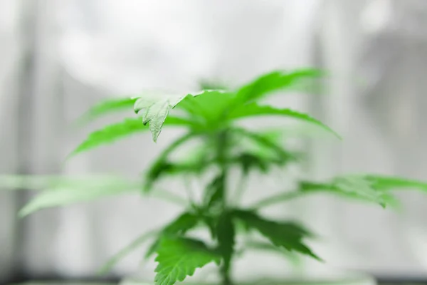 Vegetation of Cannabis Growing. Close up. Growing marijuana at home Indoor. Cannabis Plant Growing.