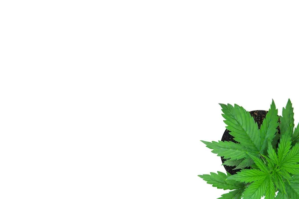 Översta vyn. Cannabis på ett vitt bakgrundsinisolat. Kopiera utrymme. Inomhus odling. Vegetationsperiod. — Stockfoto