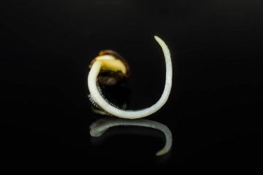 Vurgulama kenevir. Makro fotoğraf ekimi tohumları. Kenevir tohumu ekili. Germinated kenevir tohumu. 