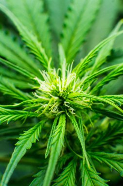 Esrar çiçeklenme başında. Yaprakların yeşil arka plan. Genç esrar bitki. Kapı kenevir büyümeye. Cbd. dikey Insta resim ile tıbbi indica.