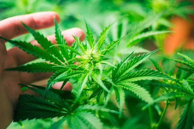 Yeşil arka plan. Kapalı ekimi büyüyen. Tıbbi esrar ve marihuana yasallaştırma. Ot dikim. Üstten görünüm. Esrar çiçekler. Esrar bırakır. Esrar ve tesisleri kapatmak.