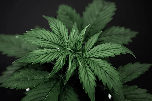 Vegetation period. Indoor cultivation. Close up. Marijuana leaves. Cannabis on a black background isolate. Beautiful background. Cannabis Plant Growing.