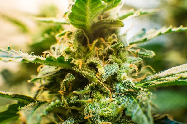 マリファナの毛花 Cbd。 若い大麻植物と Thc と Cbd。 薬用インディカ。花の緑の背景。大麻芽のマクロ撮影. — ストック写真