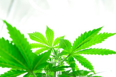 Kuzey ışık zorlanma. Büyümek kutusu çadır büyümek. Esrar dikim. Yasal eğlence esrar büyümek. Kapalı büyüyen esrar çiçek. Esrar iş.