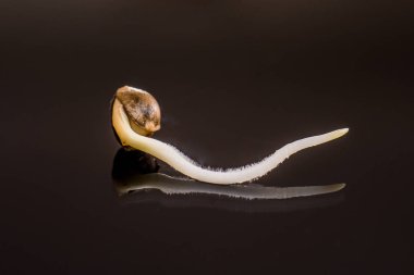 Hovering Kenevir. Makro fotoğraf ekim tohumları. Çimlenmiş kenevir tohumu. Siyah arka plan daki kök. 