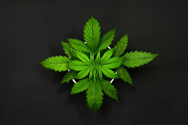 Vista dall'alto. Coltivazione indoor. Coltivazione di Cannabis. periodo vegetativo. La marijuana parte. Cannabis su sfondo scuro. Bellissimo sfondo . — Foto Stock