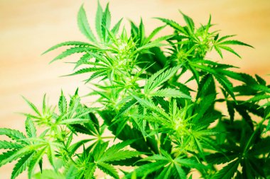 Tıbbi esrar ve marihuana yasallaştırma. Ot dikim. Üstten görünüm. Yeşil arka plan. Esrar çiçekler. Esrar bırakır. Esrar ve bitkiler kapatın. Büyüyen kapalı ekimi.