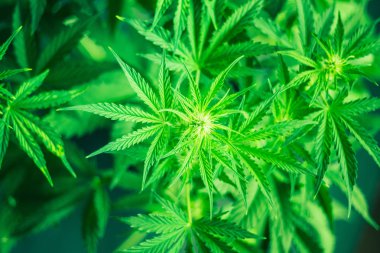 Ot dikim. Üstten görünüm. Yeşil arka plan. Esrar bırakır. Esrar ve bitkiler kapatın. Kapalı ekimi büyüyen. Esrar çiçekler. Tıbbi esrar ve marihuana yasallaştırma.