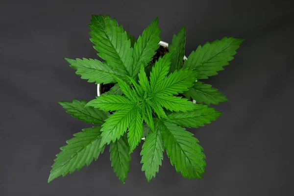 Cannabis on a black background isolate. Vegetation period. Cannabis Plant Growing. Beautiful background. Marijuana leaves. Top view. Indoor cultivation. — 图库照片