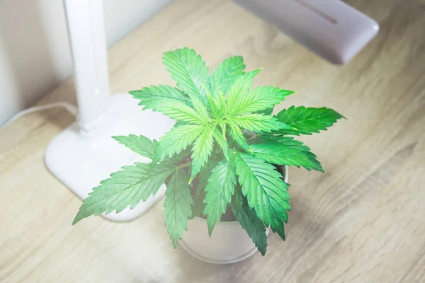 Indoor cultivation concept of growing under artificial light. Close up. Marijuana leaves. Cannabis on on the table. Growing marijuana at home. Cannabis Plant Growing. Vegetation period.