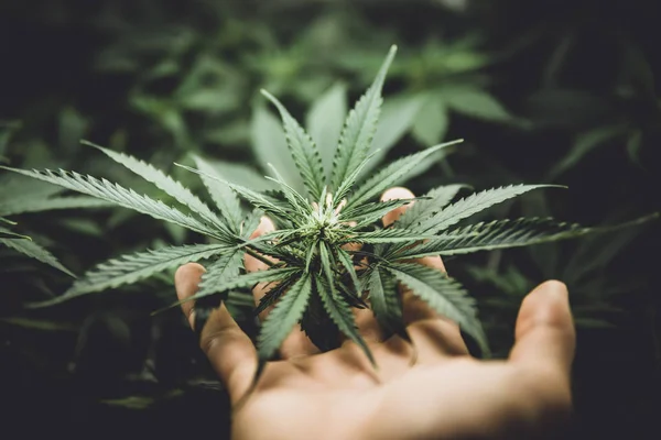 Grön bakgrund av löv. Odla hampa i dörren. Laglig Marijuana odling i hemmet. Cannabis i början av blomningen. Unga cannabisplantan. lynnig färg — Stockfoto