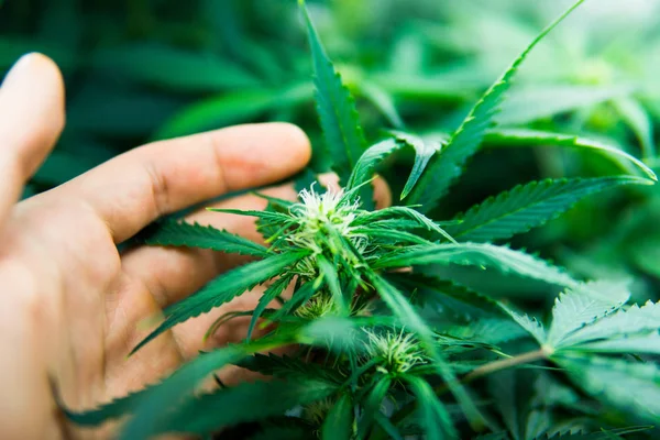 Odla hampa i dörren. Unga cannabisplantan. Läkemedel indica med Cbd. Cannabis i början av blomningen. Laglig Marijuana odling i hemmet. Grön bakgrund av löv. — Stockfoto