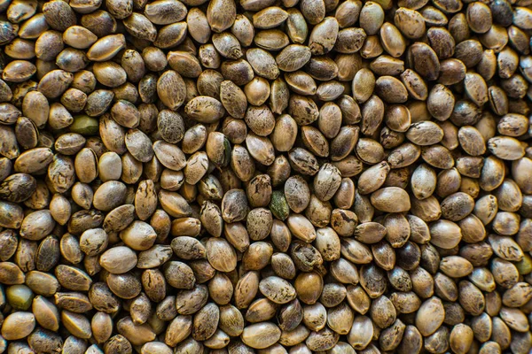 Macro detail van marihuana zaad. Biologische hennepzaad. Hennep zaden achtergrond in de macro. Bovenaanzicht. Veel koop cannabiszaden en marihuanazaden. — Stockfoto