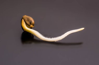 Kenevir tohumu filizlenme. Kenevir tohumu. Germinated esrar tohumu. Siyah bir arka plan üzerinde kök. 
