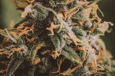 Otlar esrar tomurcukları hasat kapalı önce legalizing kavramları ile şeker trichomes makro çekim tomurcukları esrar büyümek. Büyüt ve esrar cbd kullanımı kavramlarını thc tıbbi.