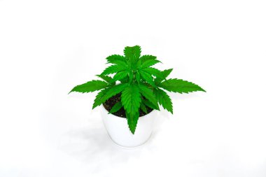 Bitki örtüsü dönemi. Büyüyen esrar bitki. Güzel arka plan. Beyaz bir arka plan üzerinde esrar yalıtmak. Esrar bırakır. Yakın çekim. Kapalı ekimi.