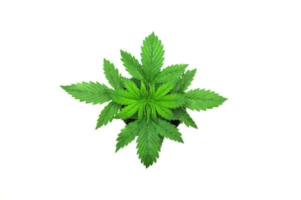 Inomhus odling. Cannabisplantan växer. Vegetationsperioden. Marijuana bladen. Cannabis på en vit bakgrund. Vacker bakgrund. Ovanifrån. — Stockfoto