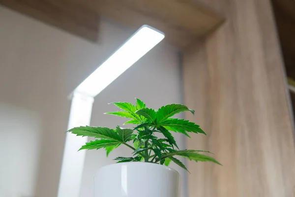 Vegetation period. Indoor cultivation concept of growing under artificial light. Growing marijuana at home. Marijuana leaves. Close up. Cannabis Plant Growing.