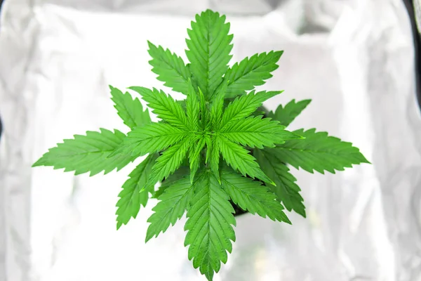 Odling växer led under-ljus. Växande marijuana på hem inomhus. Vegetation av Cannabis växande. — Stockfoto