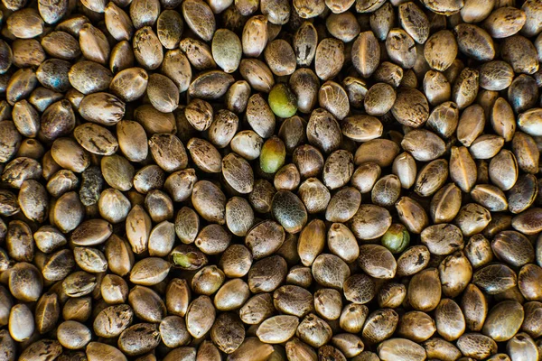 Bovenaanzicht. Veel wietzaden. Macro detail van marihuana zaad. Biologische hennepzaad. Hennep zaden achtergrond in macro. — Stockfoto