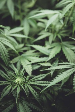 Esrar çiçeklenme başında. Yasal esrar ekimi içinde belgili tanımlık ev. Kuzey ışık zorlanma. Yaprakların yeşil arka plan. Moody renk