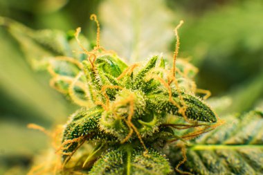 Trichomes esrar çiçek Thc ve Cbd. tıbbi indica Cbd. makro ile esrar tomurcuğu vurdu. Yeşil renkli çiçek. Genç esrar bitki.