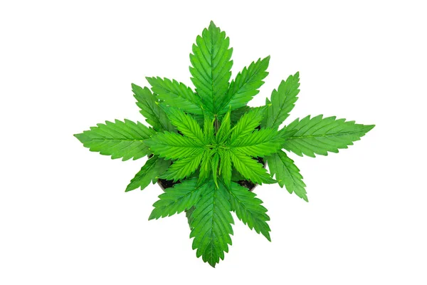 Indoor cultivation. Cannabis Plant Growing. Vegetation period. Marijuana leaves. Cannabis on a white background. Beautiful background. Top view. — Stock Photo, Image