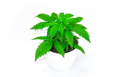 Bitki örtüsü dönemi. Büyüyen esrar bitki. Güzel arka plan. Beyaz bir arka plan üzerinde esrar yalıtmak. Esrar bırakır. Yakın çekim. Kapalı ekimi.