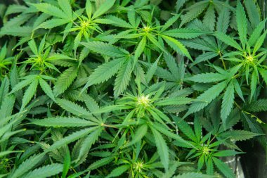 Esrar çiçeklenme başında. Genç esrar bitki. Kapı kenevir büyümeye. Tıbbi indica Cbd. yasal esrar ekimi içinde belgili tanımlık ev ile. Yaprakların yeşil arka plan.