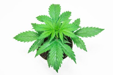 Beyaz bir arka plan üzerinde esrar yalıtmak. Bitki örtüsü dönemi. Büyüyen esrar bitki. Güzel arka plan. Esrar bırakır. Yakın çekim. Kapalı ekimi.