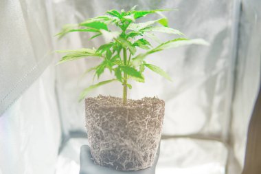 Profesyonel esrar ekimi büyümek. Esrar ekimi. Makro sağlıklı esrar kökleri. Kökleri üretici elinde güzel kökleri esrar bitki. Esrar, CBD.