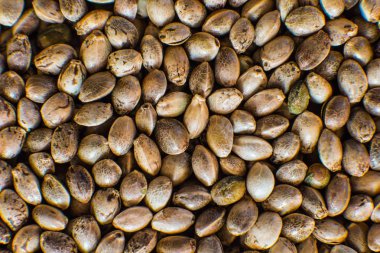 Kenevir tohumu arka planda makro. Makro ayrıntı esrar tohumu. Birçok kenevir tohumu. Organik kenevir tohumu. Üstten görünüm.