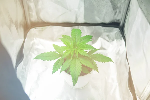 Growing marijuana at home Indoor. Vegetation of Cannabis Growing. Cultivation growing under led light. Marijuana in grow box  tent. Cannabis Plant Growing.