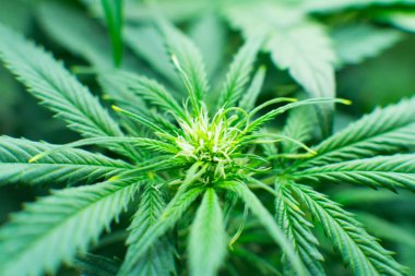 Tıbbi indica Cbd ile. Kapı kenevir büyümeye. Kuzey ışık zorlanma. Genç esrar bitki. Yasal esrar ekimi içinde belgili tanımlık ev. Esrar çiçeklenme başında. Yaprakların yeşil arka plan.